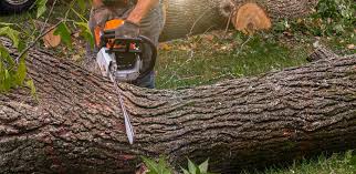 Best Commercial Tree Services  in China Spring, TX