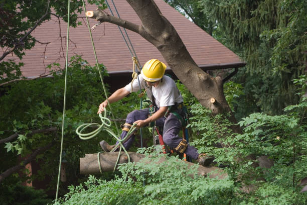 Best Tree and Shrub Care  in China Spring, TX